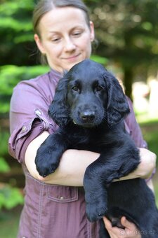 Flat coated retriever - 2 psi a 1 fenka s PP - 4