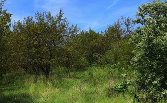 Prodej sadu, 22 292 m2 , Hustopeče u Brna - 4