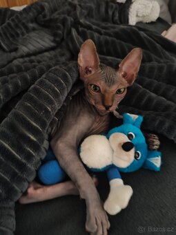 Kanadský sphynx - 4