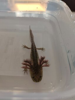 Axolotl mexický - 4