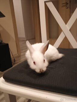 Zakrslí králíčci - 4