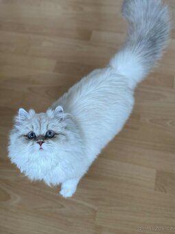 Perská činčila - 4