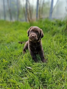 Labradorský retriever s PP - 4