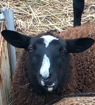 Zwartbles - 4