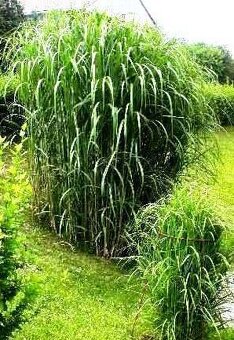 MISCANTHUS GIGANTEUS ♥ OZDOBNICE OBROVSKÁ - 4
