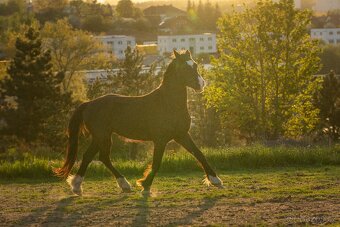 Welsh Cob valach - 3 roky - 4