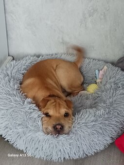 Sharpei štěně 5měs. Fena - 4