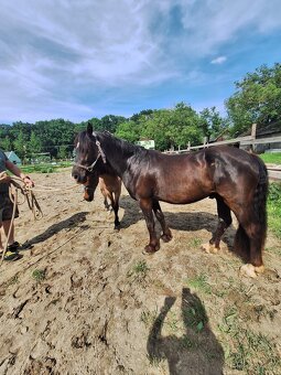 Welsh pony D valach 3roky - 4