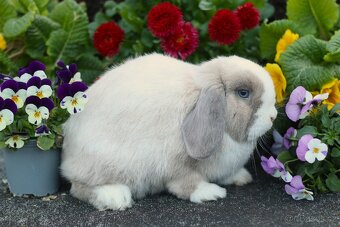 Minilop samička 10 měsíců - 4