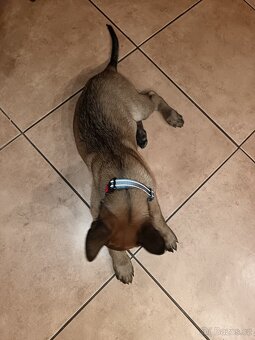 Štěně pejsek Belgického ovčáka Malinois - 4