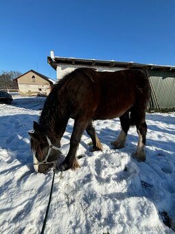 Prodej, výměna IC klisny - 4