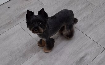 Jorkšírský terier -dvě fenky s PP - 4
