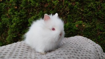 Zakrslý králík, králíček-(TEDDY)-ONŘEJ A OTA - 4