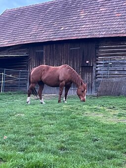 Quarter horse - 4