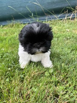 Shih-tzu. Shitzuf - 4