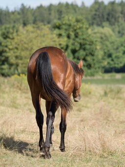 QH klisna - 4