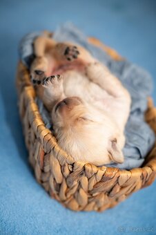 Štěňátka Labrador s PP - žlutý pejsek - 4