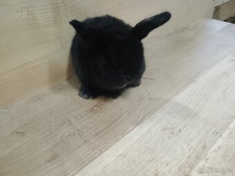 Berani zakrslý kraliček - 4