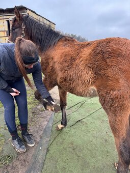 ČT klisnicka k prodeji - 4