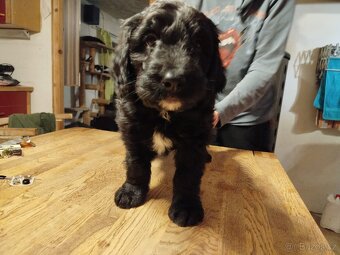 3 štěňata na prodej - 4