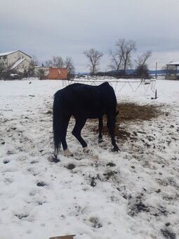 Predám dosple kone - 4