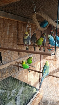 Prodám korely chocholaté - 4