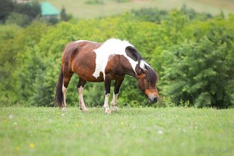 Huculská klisna, hucul, Tobiano, pony, malý kůň - 4
