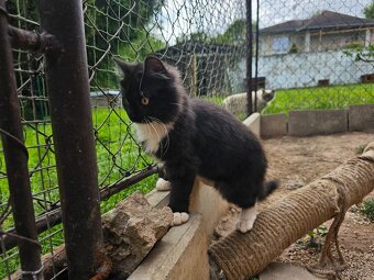 Sibiřská kočka koťátko - 4