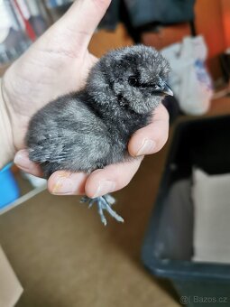 Násadová vejce hedvábničky velké - 4