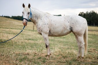 Appaloosa klisna - 4