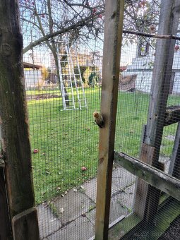 Agapornis fischeri - 4