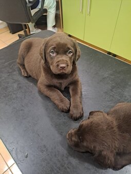 Labradorský retrívr - 4