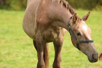 Prodám valacha CS, - 4