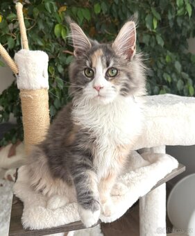 Mainská mývalí koťata s PP - 4