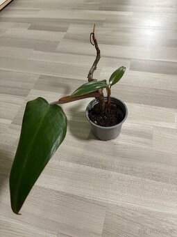 Různé pokojovky - 4