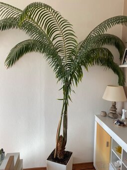 Květiny, palmy - Cikas a yukka - 4