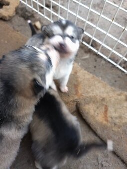 Šteniatka Aljašský malamut - 4