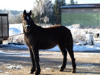 Percheron - 4
