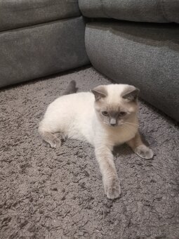 British Shorthair Blue Point - 4