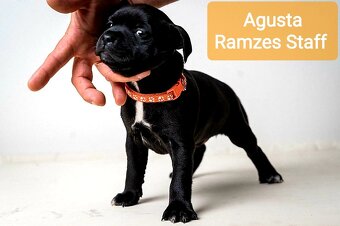 Staffordshire Bullterrier - 4