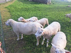 Beran Texel z kontroly užitkovosti - 4