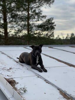 Americký pitbull teriér ke krytí - 4