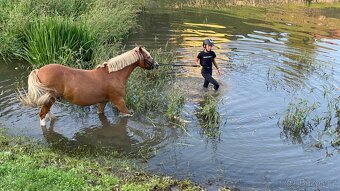 Pony Welsh - učitel Belin, 11let - 4