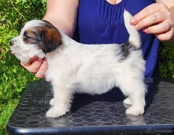 Jack Russell teriér ( Rusel teriér) s PP - 4