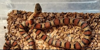 korálovka mexická-lampropeltis mexicana thayeri - 4