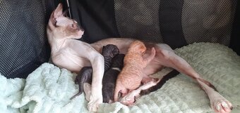 Cornish rex s PP - 4