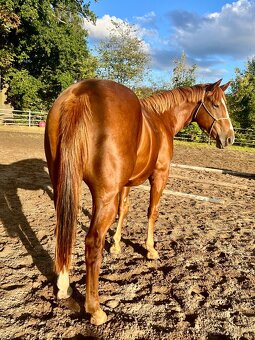 Valach Quarter Horse - 4