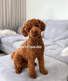 Toy pudl chlapeček Toy Poodle Male boy Red Brown - 4