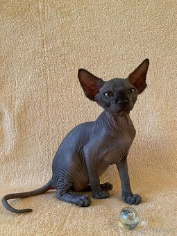 SPHYNX koťátko bez PP - 4
