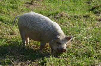 Kune Kune s nárokem na POP - 4